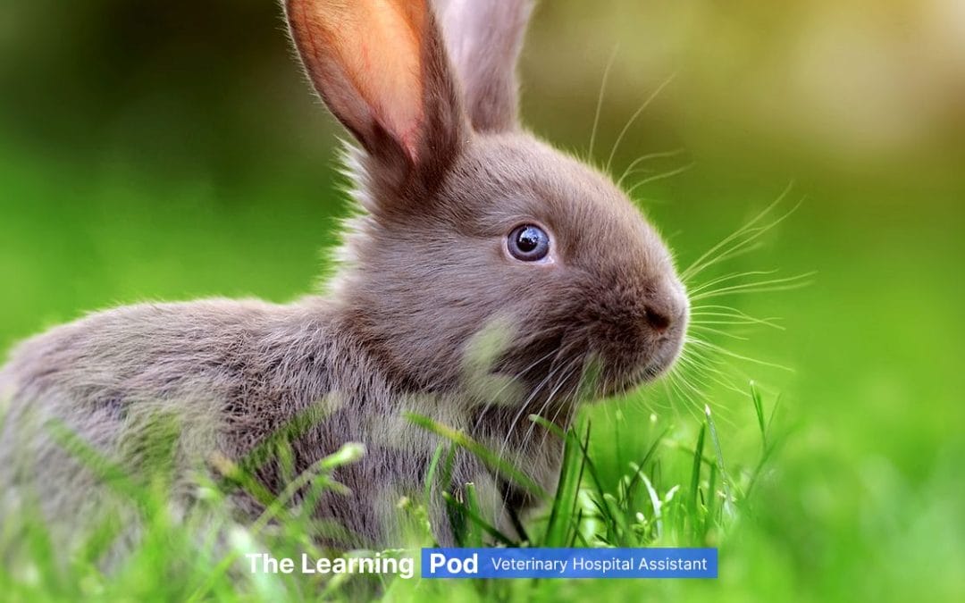 VHA Learning Pod #1 – Choosing a Rabbit as a Pet