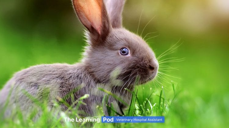 VHA Learning Pod #1 – Choosing a Rabbit as a Pet