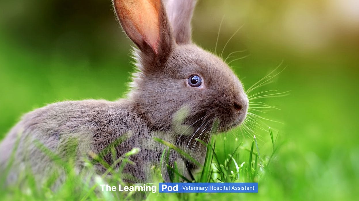 A gray rabbit is sitting in the grass.