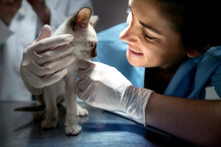 A woman is petting a baby Siamese kitten.