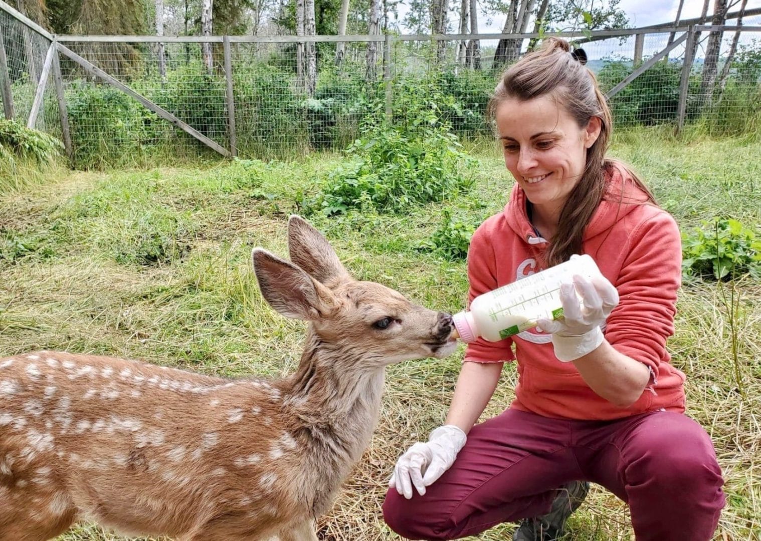 A woman feeding a baby deer with a bottle.