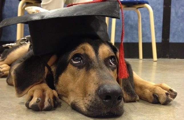 A dog wearing a graduation cap laying on the floor.