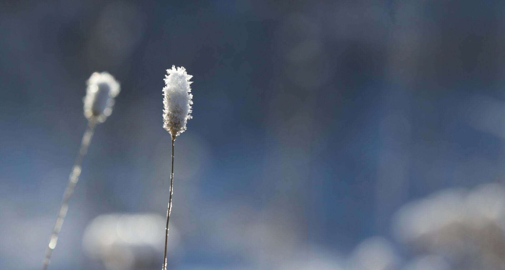 A close-up of frost-covered plant stalks against a blurred blue background.