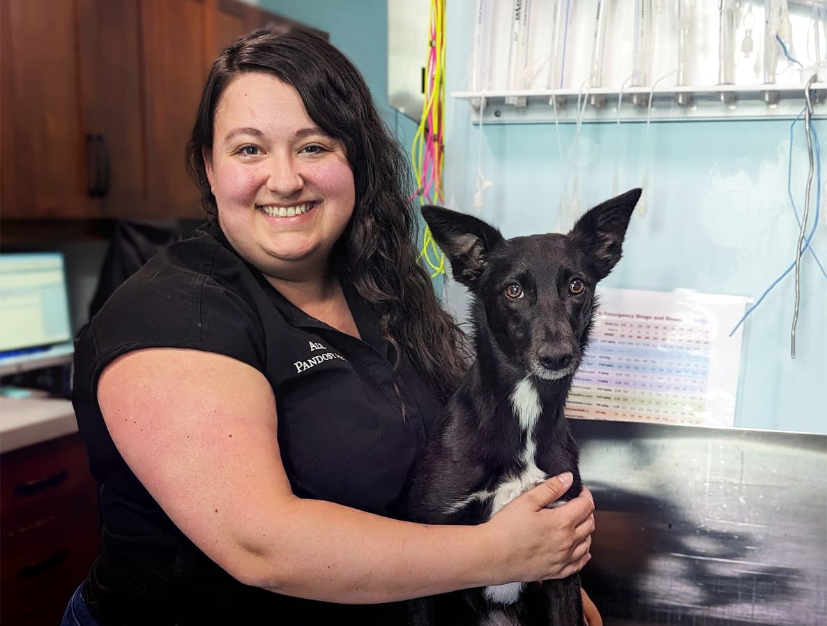 A woman in a black shirt smiles at the camera while holding a black and white dog sitting on a veterinary examination table.