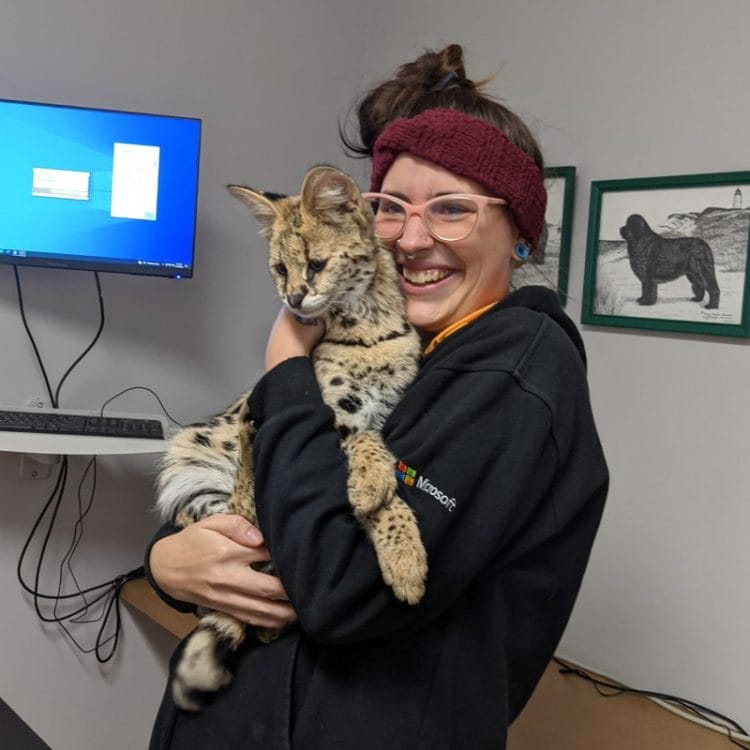 Carmen Marcil, CAT Alumni, holding a serval and smiling in an office with computer monitors on the wall and dog drawings in the background.